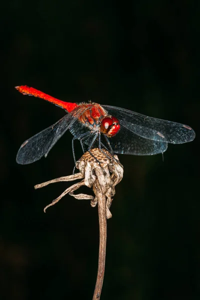 Libélula Roja Posando Sobre Una Flor Seca Sobre Fondo Oscuro —  Fotos de Stock