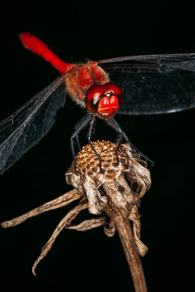 Libélula Roja Posando Sobre Una Flor Seca Sobre Fondo Oscuro —  Fotos de Stock