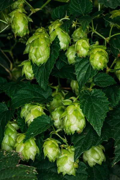 Green Succulent Fruit Hop Plant Harvest August — Stock Photo, Image