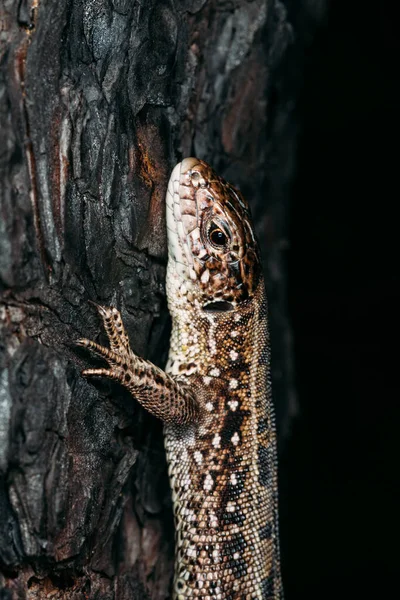 Gran Lagarto Marrón Sienta Corteza Quemada Madera Mira Marco Sobre — Foto de Stock