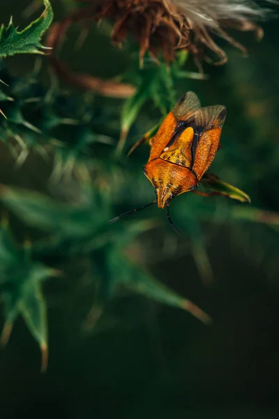 Brown Berry Bug Siedzi Zielonych Gałęziach Rośliny Ciemnym Tle — Zdjęcie stockowe