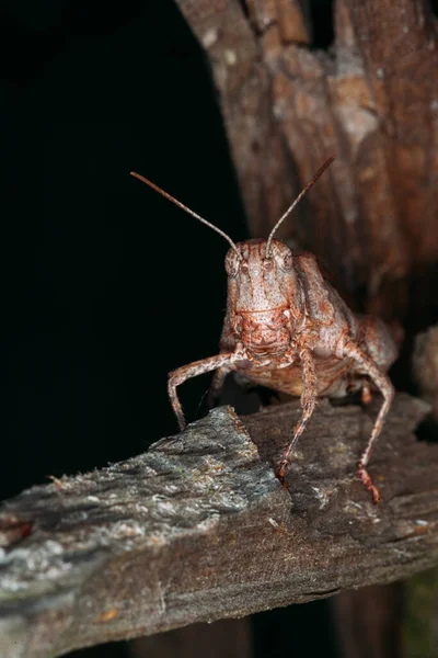 Large Red Grasshopper Sits Bark Tree Summer Macro Shot Dark — Stock Photo, Image