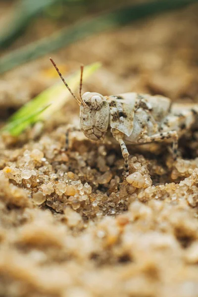 Large Grasshopper Hid Disguises Itself Background Sandy Surface — Stock Photo, Image