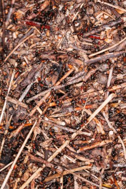Büyük karınca kolonisi yaz makro fotoğraflarında sıcak renklerde bir karınca yuvası inşa eder.