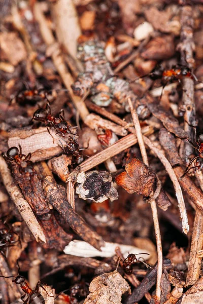 Large Ant Colony Builds Anthill Summer Macro Photo Warm Color — Stock Photo, Image