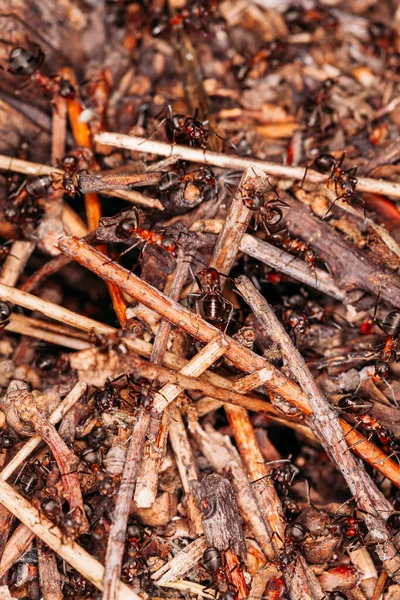 Koloni Semut Besar Membangun Sarang Semut Musim Panas Foto Makro Stok Lukisan  
