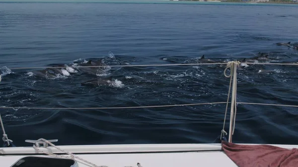 Delfines nariz de botella nadan y juegan — Foto de Stock