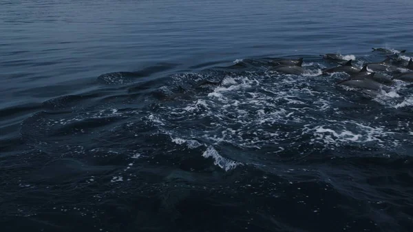 Delfines nariz de botella nadan y juegan — Foto de Stock