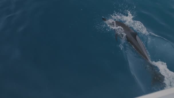 Дельфины плавают и играют — стоковое видео