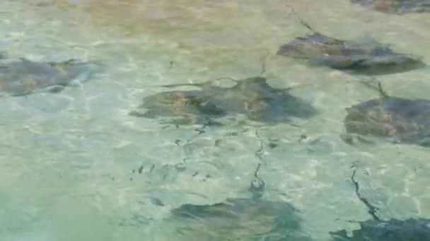 Stingray nage sur le récif aux Maldives — Video