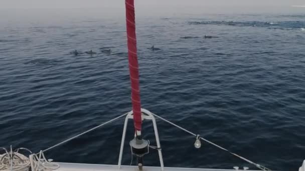 Delfines nariz de botella nadan y juegan — Vídeos de Stock