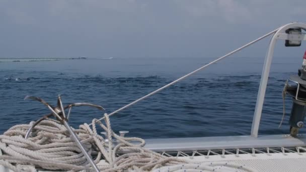 Große Tümmler schwimmen und spielen — Stockvideo