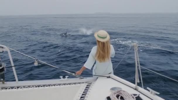 Delfines nariz de botella nadan y juegan — Vídeos de Stock