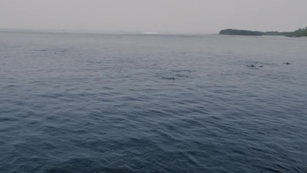 Delfines nariz de botella nadan y juegan — Vídeo de stock