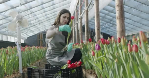 Kleines Familienunternehmen mit Blumenanbau — Stockvideo