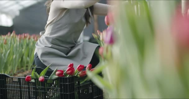 Kleines Familienunternehmen mit Blumenanbau — Stockvideo