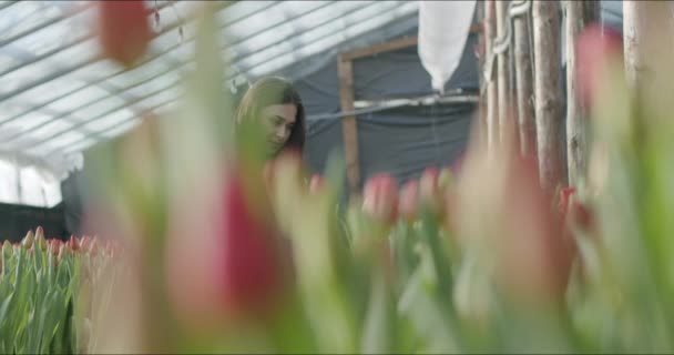 Kleines Familienunternehmen mit Blumenanbau — Stockvideo