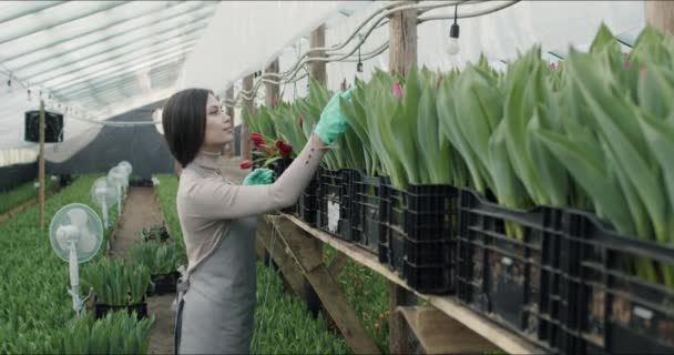 Kleines Familienunternehmen mit Blumenanbau — Stockvideo