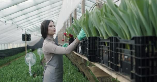 Pequeno negócio de cultivo de flores de propriedade familiar — Vídeo de Stock