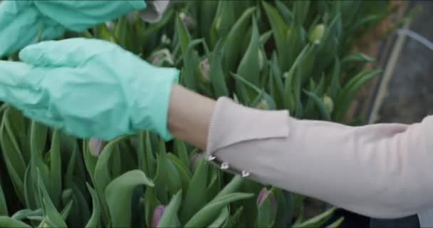 Küçük aile çiçek yetiştirme işi — Stok video