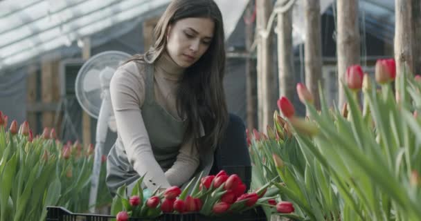 Kleines Familienunternehmen mit Blumenanbau — Stockvideo