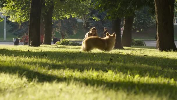 Entrenamiento de paseador de perros con mascota — Vídeos de Stock