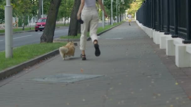 Paseador de perros avanza con su mascota — Vídeos de Stock