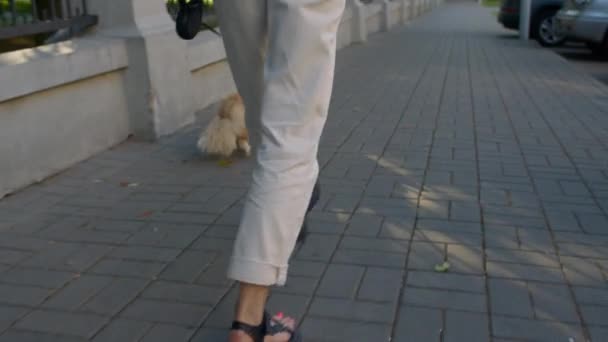 Promeneur de chien marche avec son animal de compagnie — Video