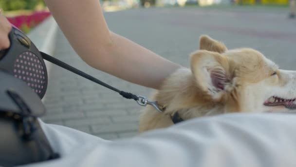 Paseador de perros avanza con su mascota — Vídeo de stock