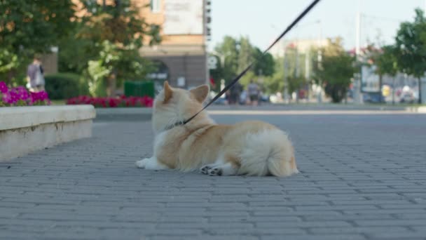 Paseador de perros avanza con su mascota — Vídeo de stock