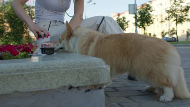 Собака крадет еду у хозяина — стоковое видео