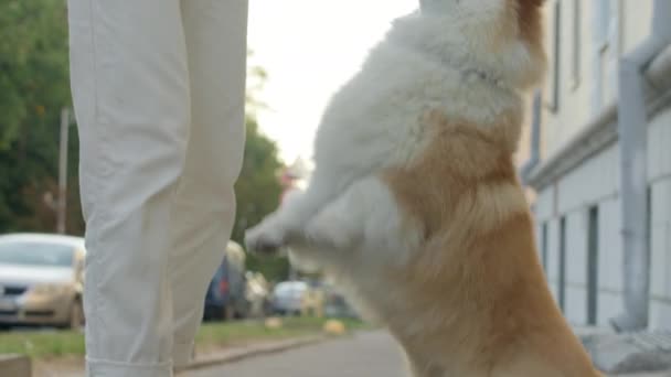 Paseador de perros jugar con su mascota — Vídeos de Stock