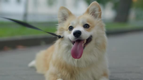 Hund walker skridt med sit kæledyr – Stock-video