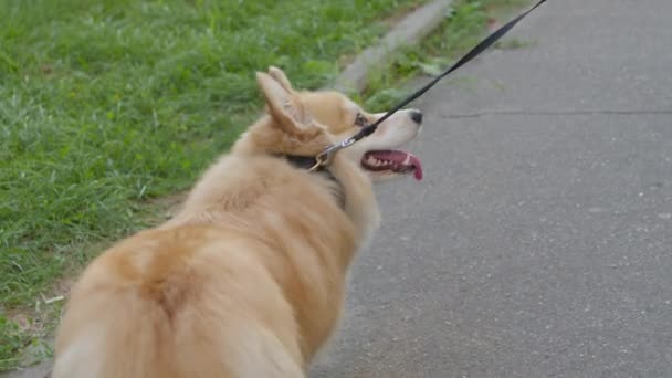 Köpek gezdiricisi evcil hayvanıyla yürüyor. — Stok video