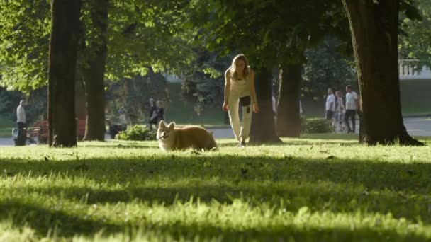 Entrenamiento de paseador de perros con mascota — Vídeos de Stock