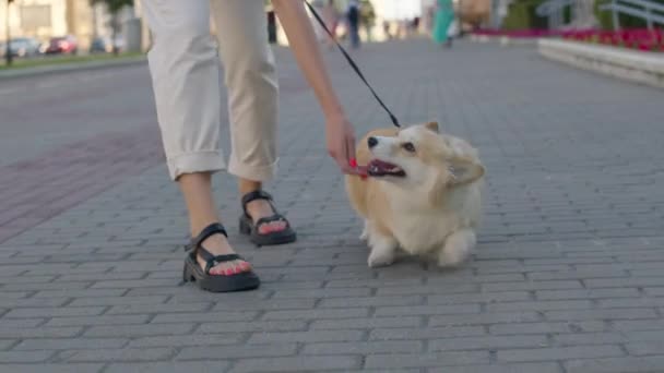 犬の散歩道彼のペットと — ストック動画