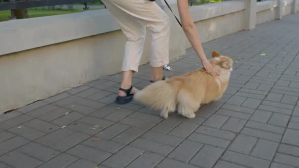 Dog walker strides with his pet — Stock Video