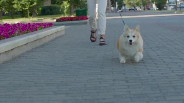 Paseador de perros avanza con su mascota — Vídeos de Stock