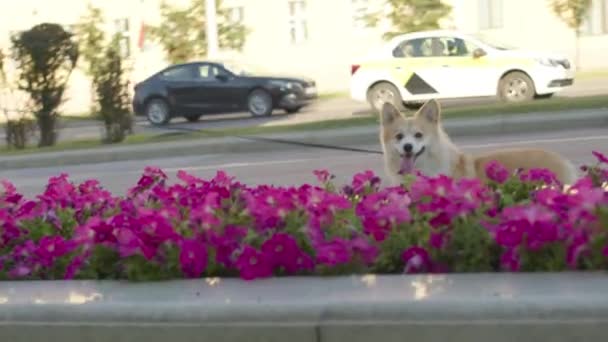 Köpek gezdiricisi evcil hayvanıyla yürüyor. — Stok video