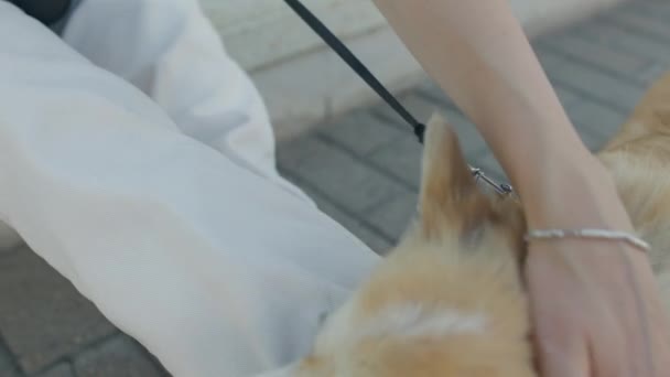 Hund vandrare steg med sitt husdjur — Stockvideo