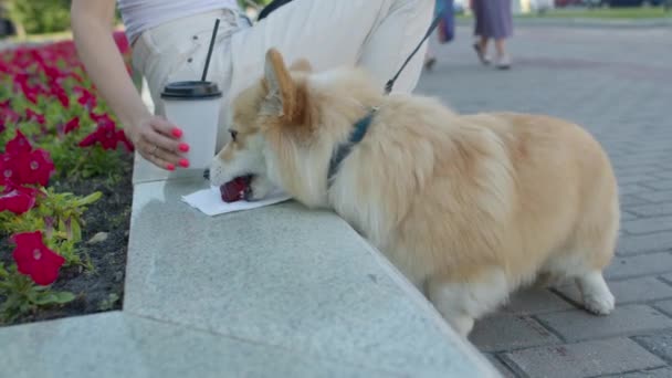犬は所有者から食べ物を盗む — ストック動画