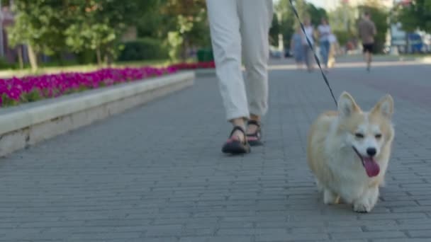 Köpek gezdiricisi evcil hayvanıyla yürüyor. — Stok video