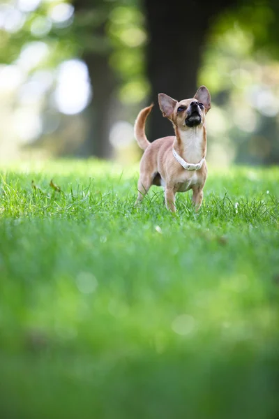 Dog in the park Stock Picture