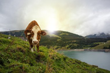 Bahar döneminde tarım arazileri inek