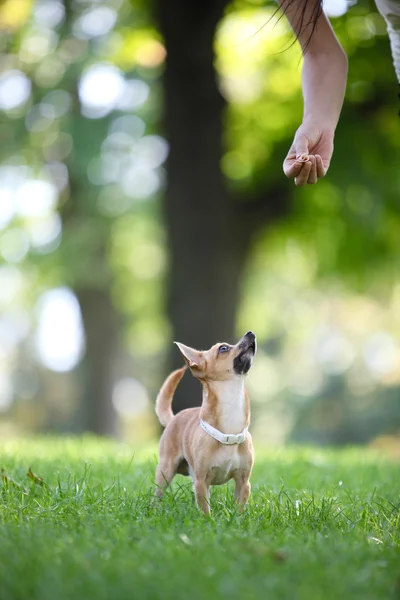 Pies w parku — Zdjęcie stockowe