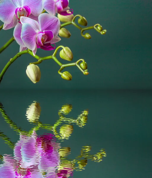 Primer plano de flor de orquídea Fotos De Stock