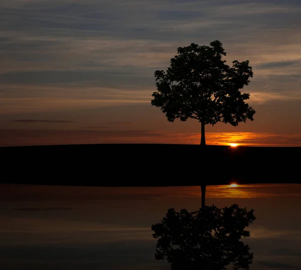 日の出前の日没時の木 自然の中で木のシルエット ハイキングのコンセプト — ストック写真