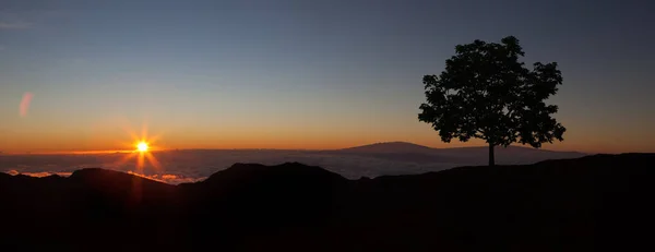 Árbol Durante Puesta Del Sol Amanecer Silueta Del Árbol Solo —  Fotos de Stock