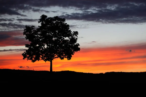 Дерево Закате Восхода Солнца Силуэт Дерева Одиночку Природе Туристическая Концепция — стоковое фото