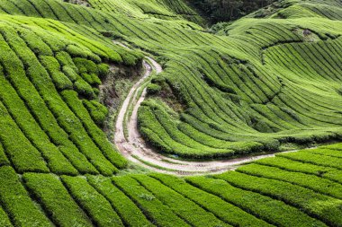 Cameron Highlands Çay Çiftliği